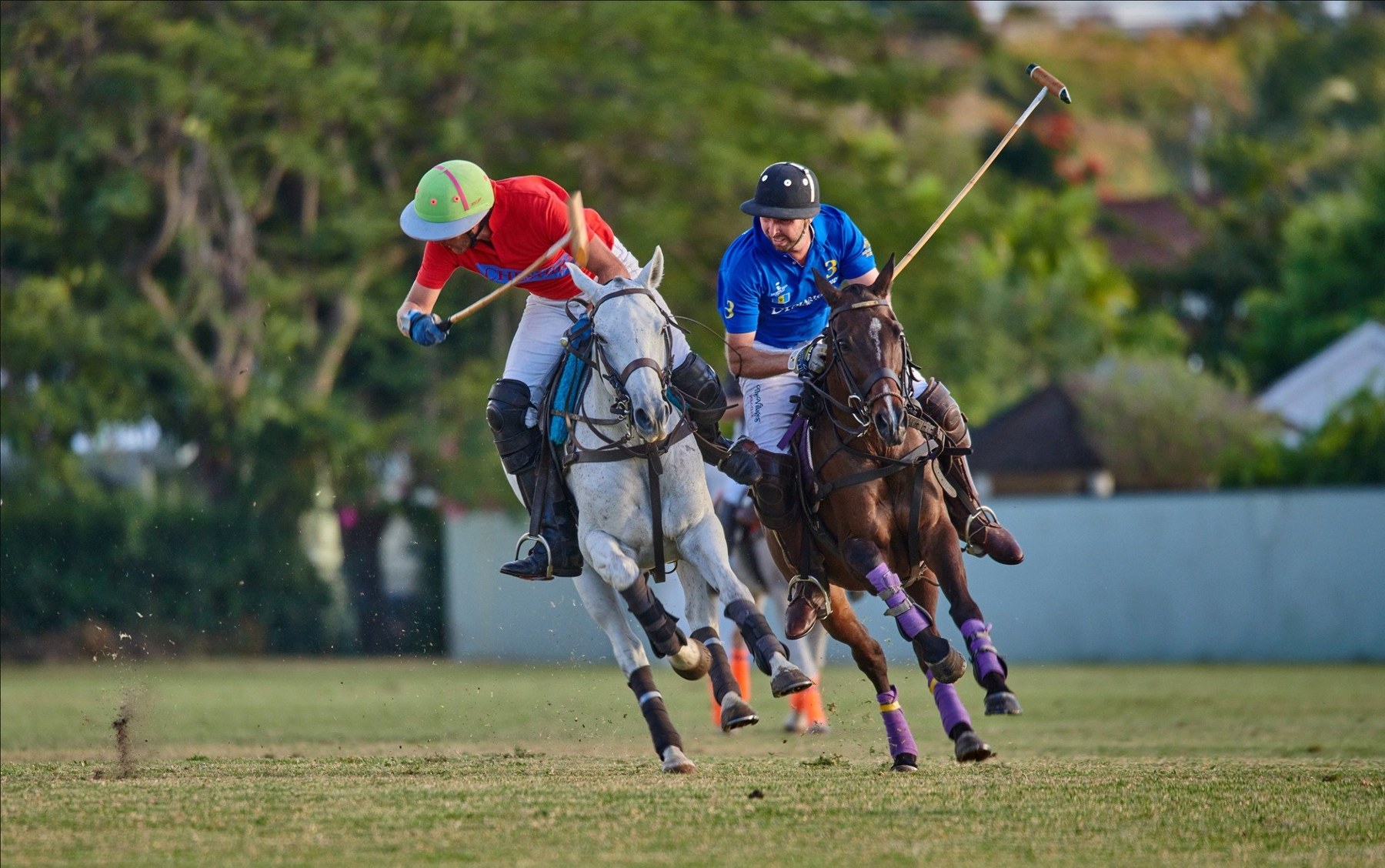 Polo, golf and island life